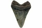 Fossil Megalodon Tooth - North Carolina #221903-1
